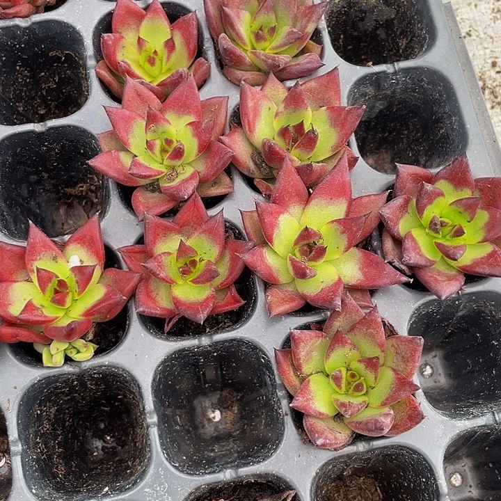 小罗宾1元带土发货