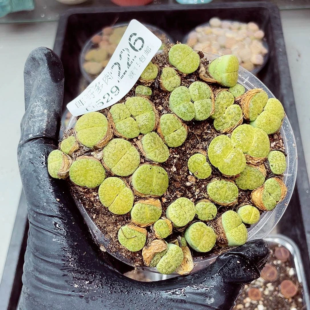 郎哥18包邮0529-226