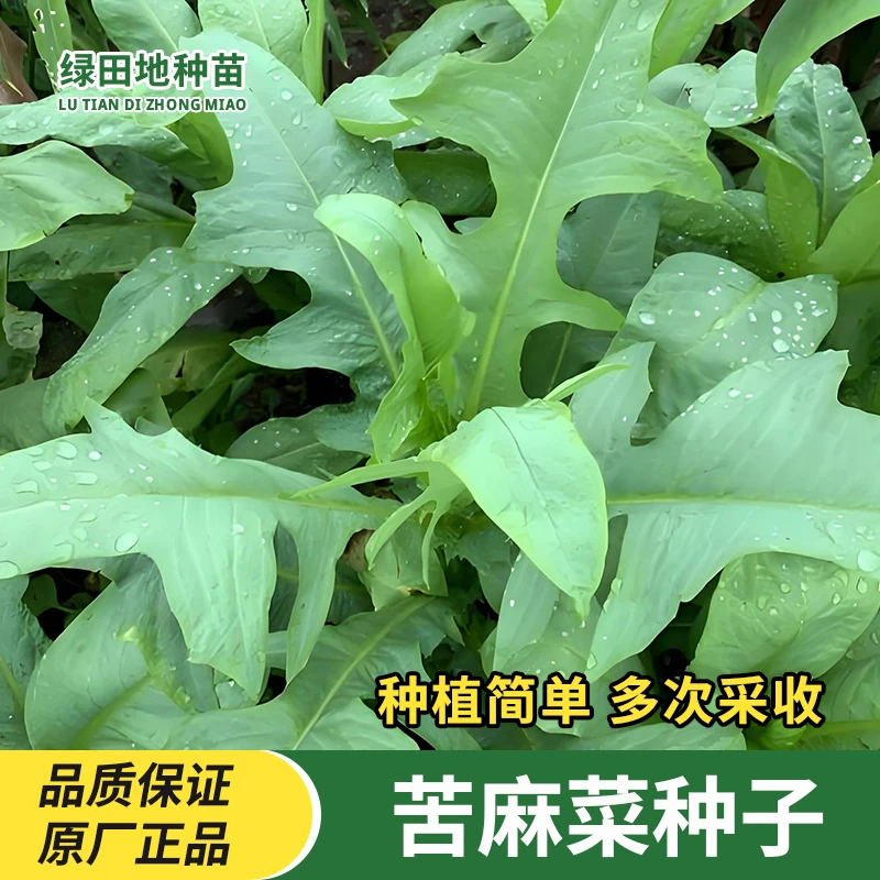 苦荬菜苦麻菜种子野生苦麻菜曲麻菜籽阳台盆栽地栽易种植蔬菜种子