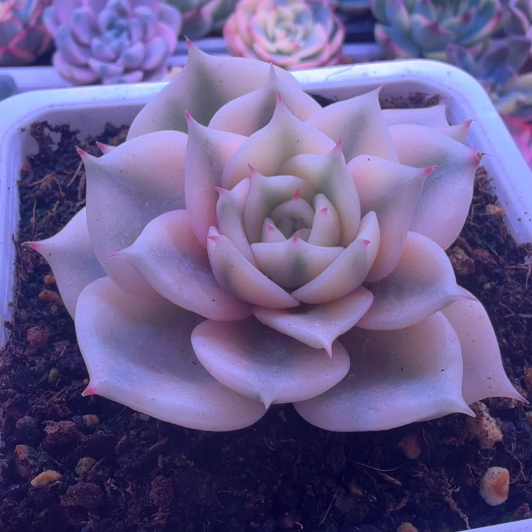 贝加尔湖锦 多肉植物