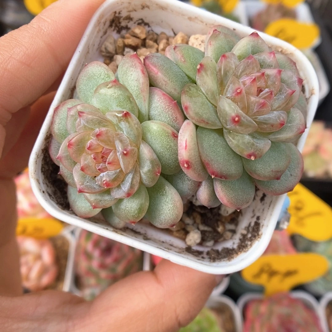 朵朵珍妮可拍361号。