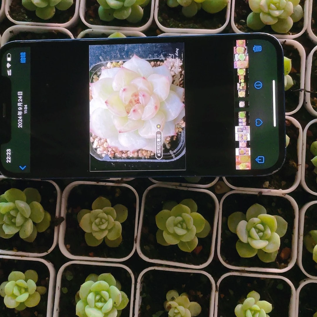 寒绯中苗盆一个满25包邮