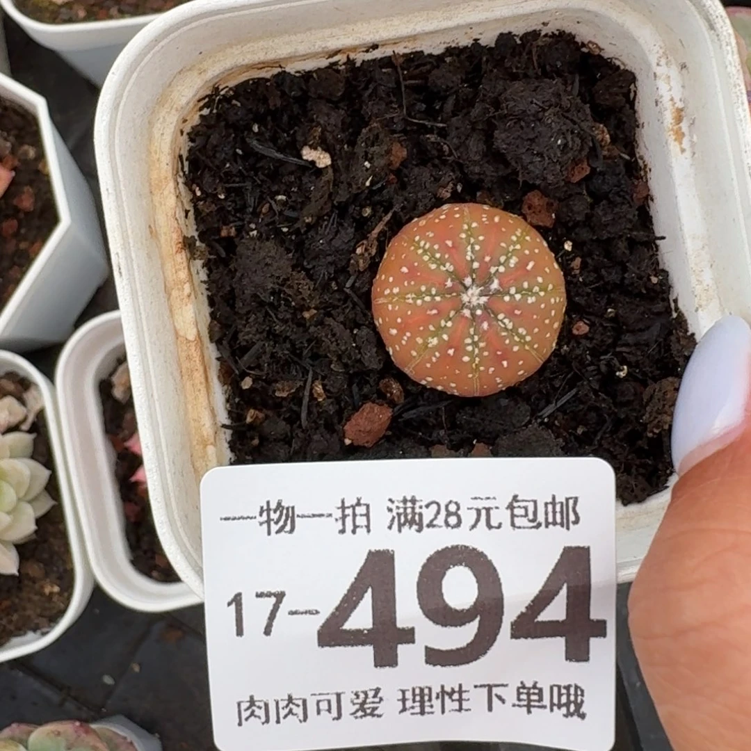 星兜无盆土发货无