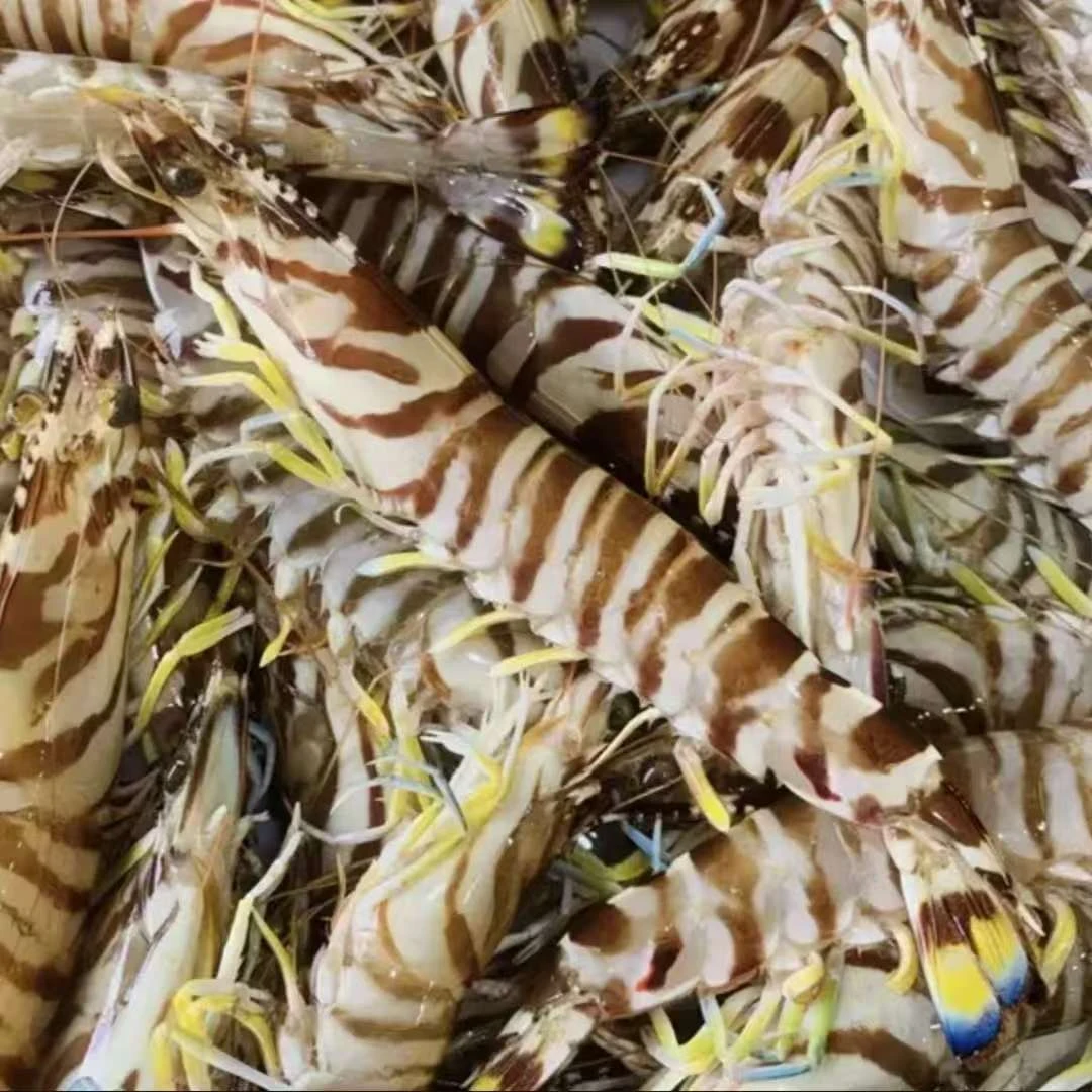 东海生鲜竹节虾九节虾（具体重量以直播间为准）