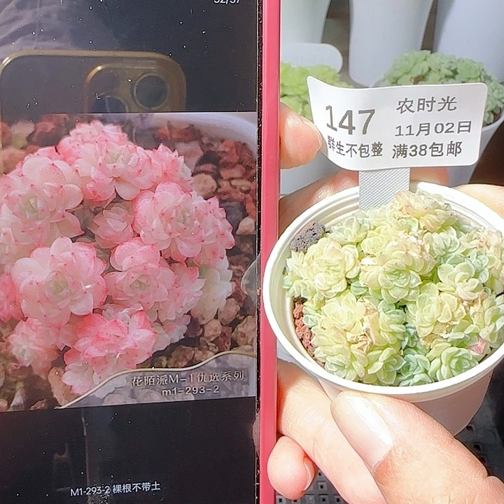 1102-147m1-293-2麦杆