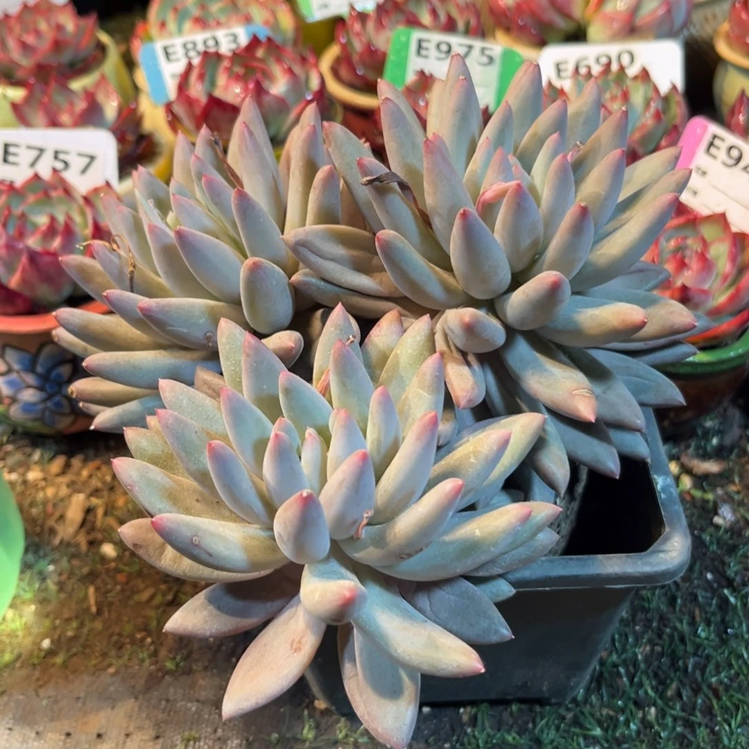 腾****界红蜻蜓多肉植物的叶子
