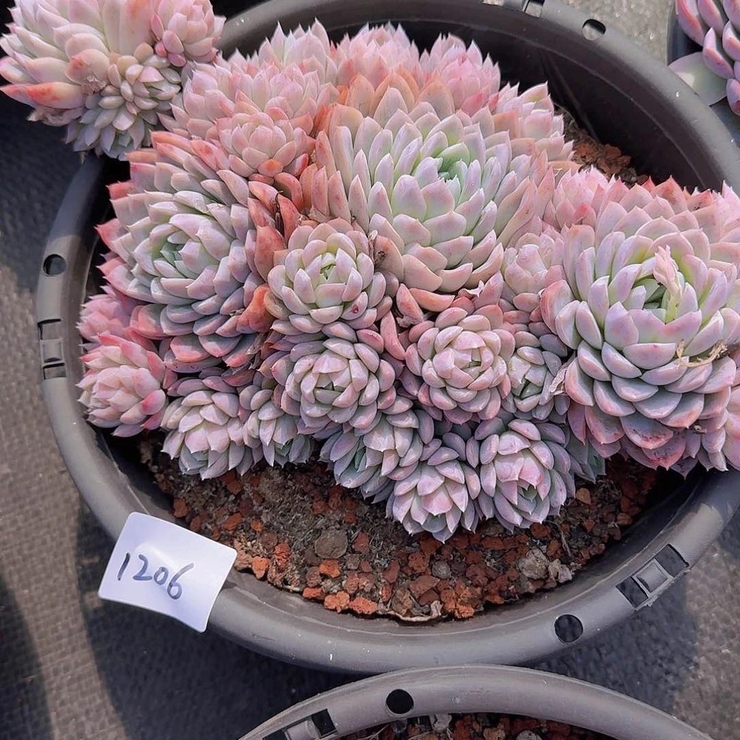 蛋*1206孤星多肉植物