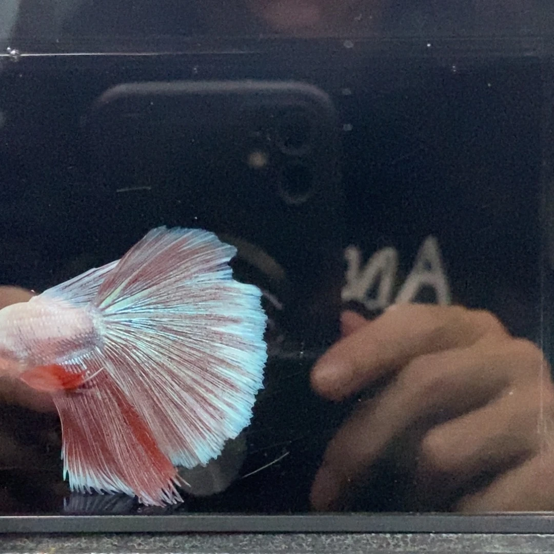 海水鱼哈哈啊哈哈044