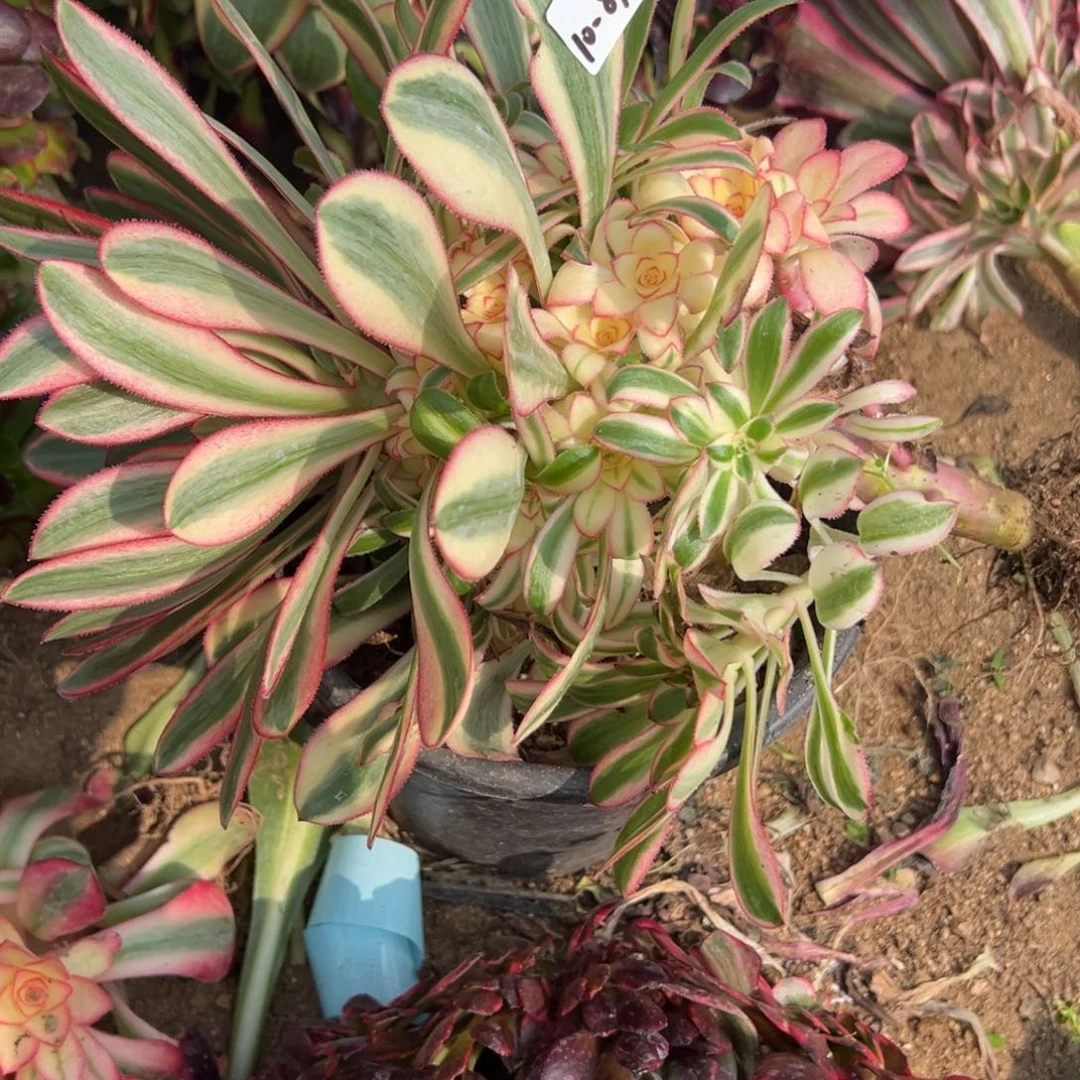 89初恋多肉多肉多肉