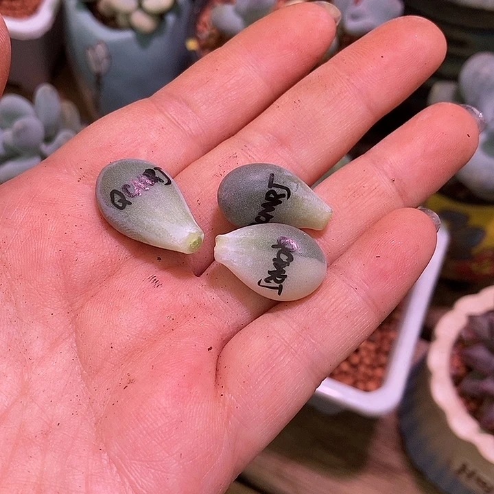 小***儿七彩美人锦多肉植物
