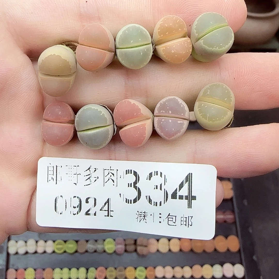 满满18包邮0924-334