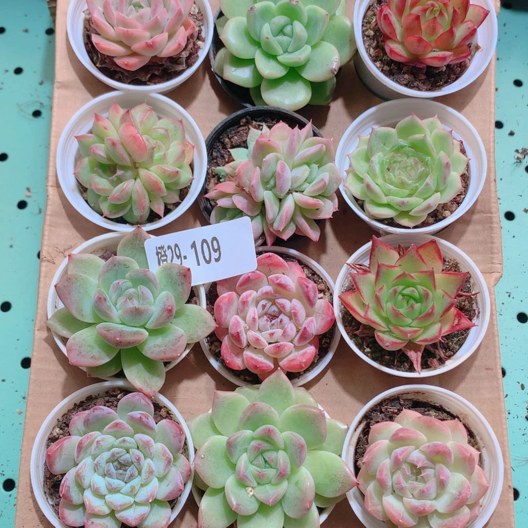 29-109一物一拍多肉带盆18颗