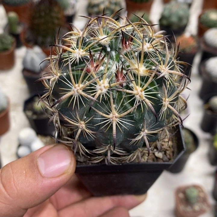 实生虎爪玉特价福利