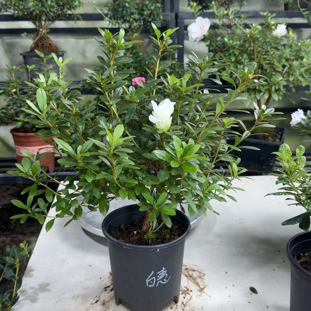 枫***এ完全开放白慧比须杜鹃花杜鹃