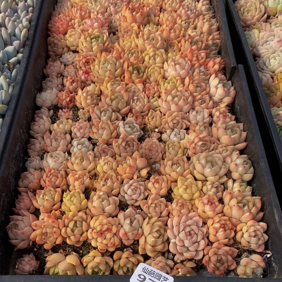 二*初971多肉植物保护研究所所长助理研究员