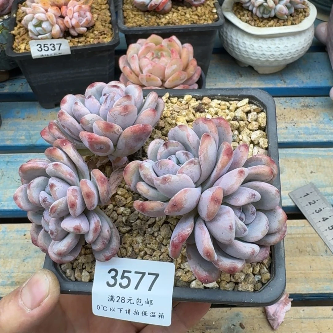 3577星星雪无砍12-13cm