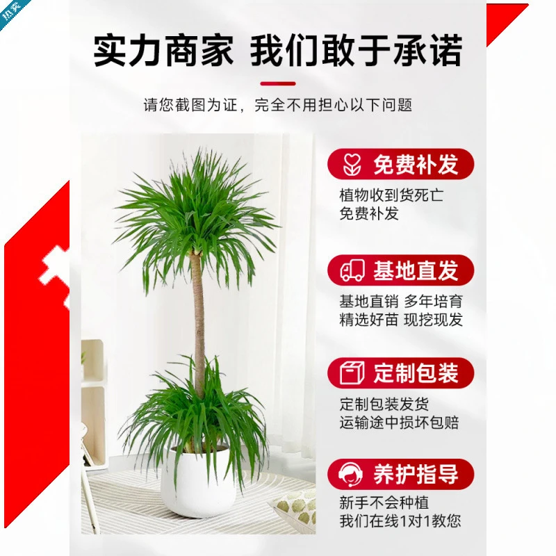客厅大型绿植龙血树盆栽办公室内外双层多头龙须树乔迁旺宅吸甲醛