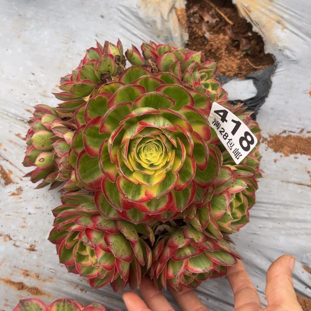 多肉植物418脱土的