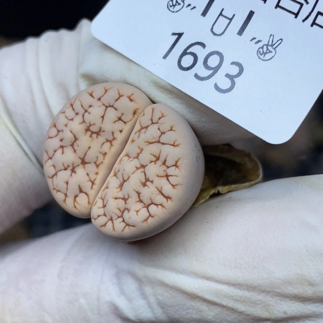 1693。零下拍保温.18包邮.当天凑哦