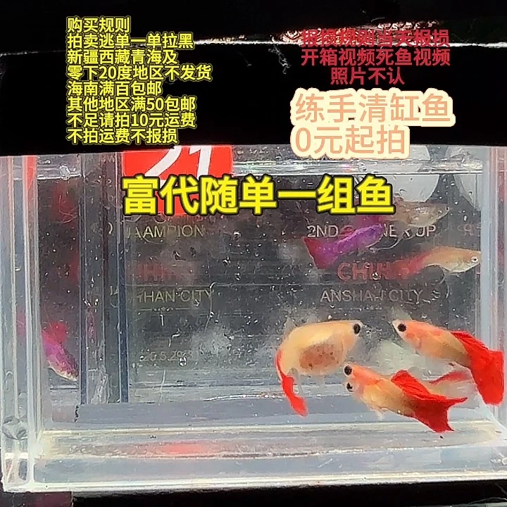 孔雀鱼红礼服玻璃猫2对