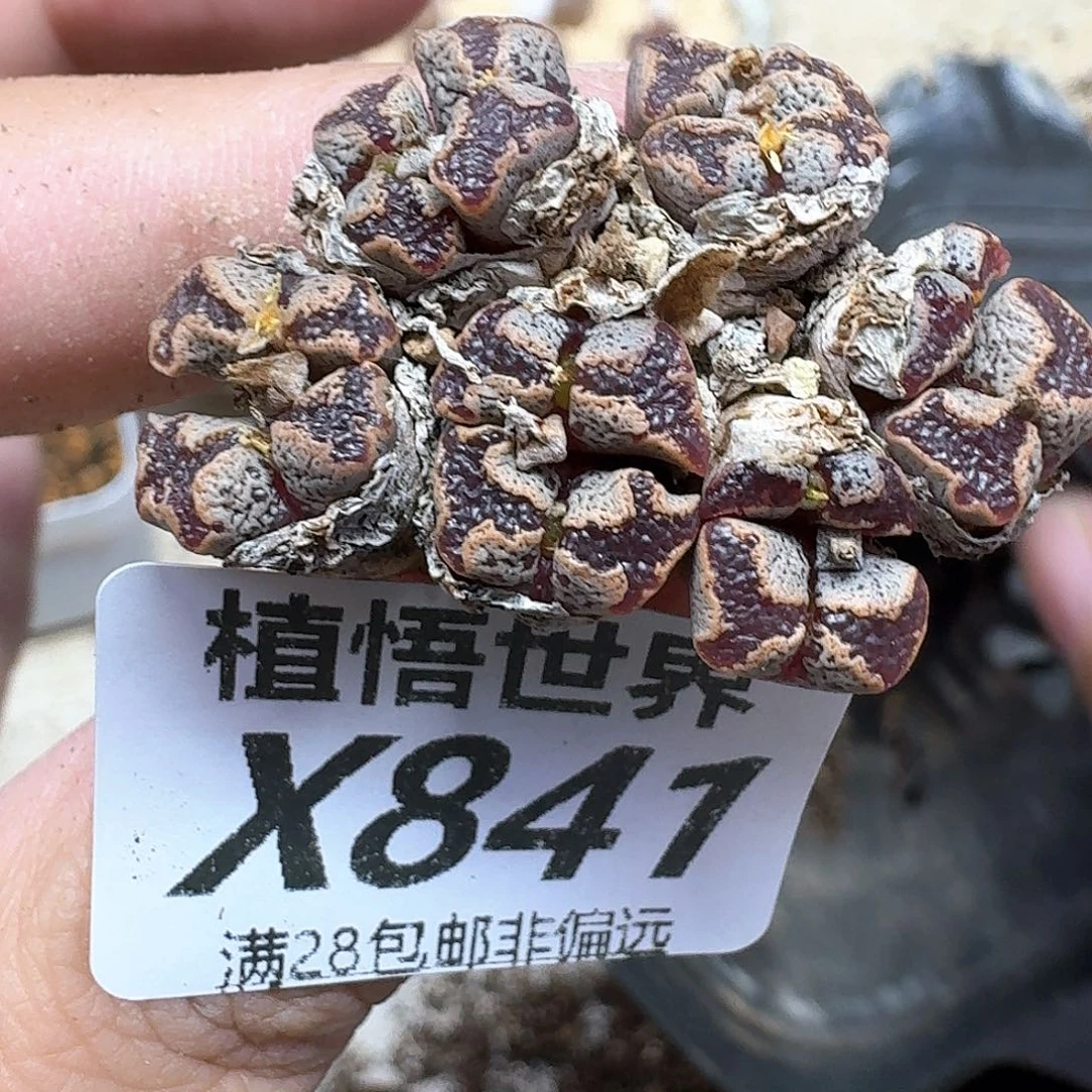 多肉植物的润泽额额v