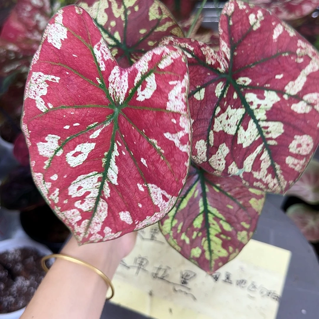 完全开放       064小玛丽