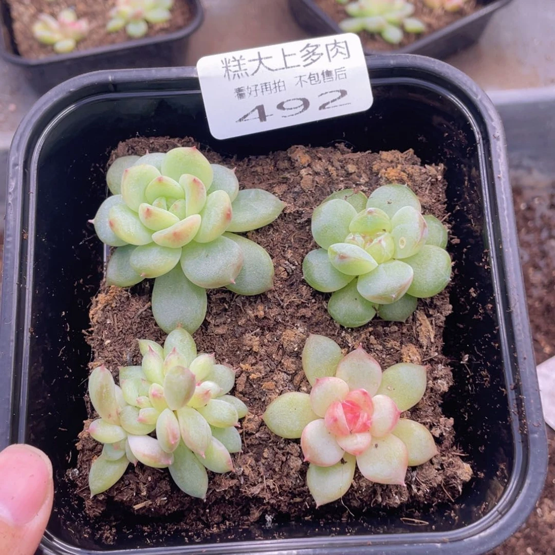 糕大上多肉植物492