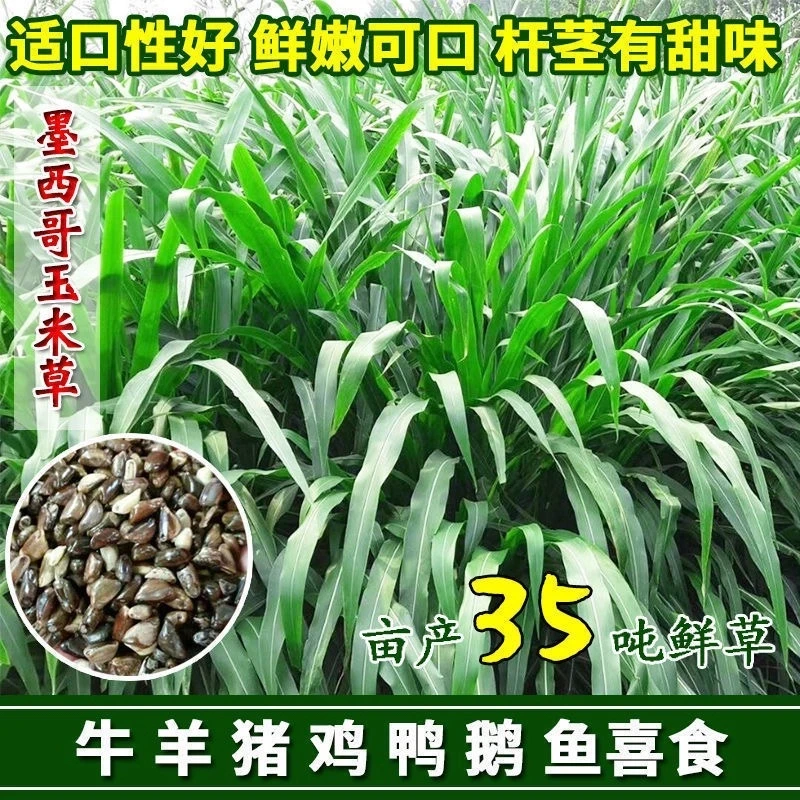 【墨西哥玉米草】牧草种子南北方多年生牛羊鱼草籽种籽