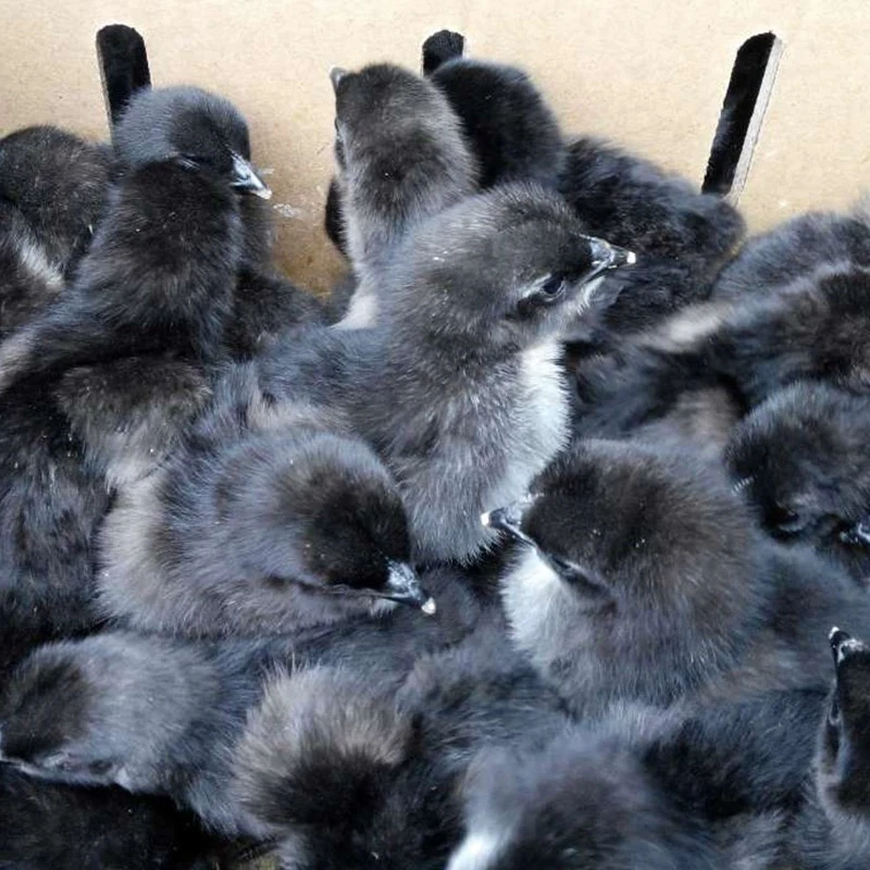 【送福利！今天下单多送15只实发55只】宠物活体健康五黑黑土