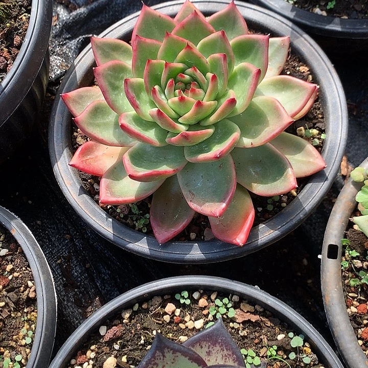 美肉特价活动开始啦