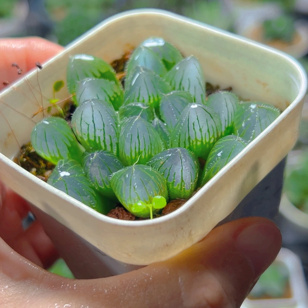 白盆蓝镜玉露多肉一颗