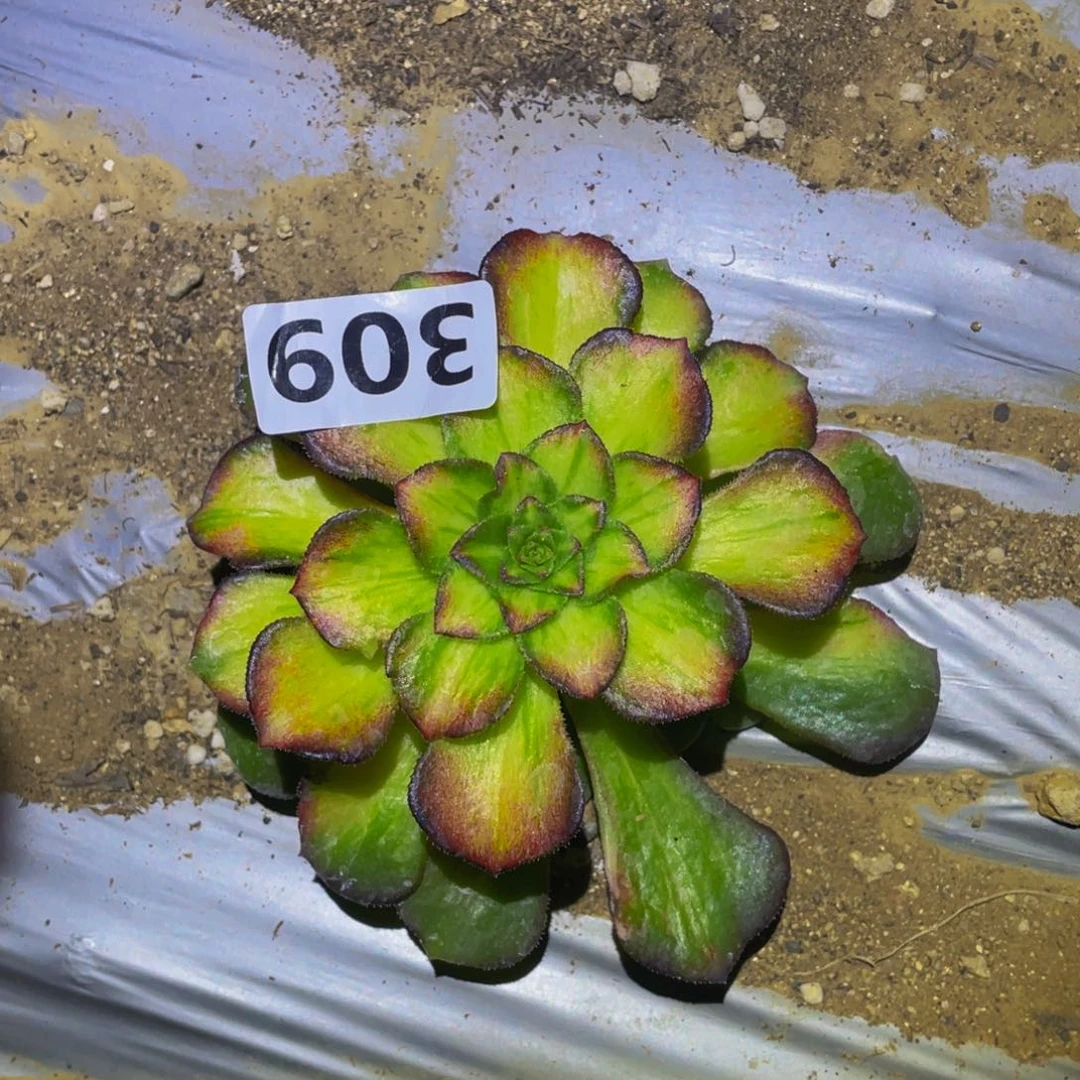 海王七彩多肉植物309