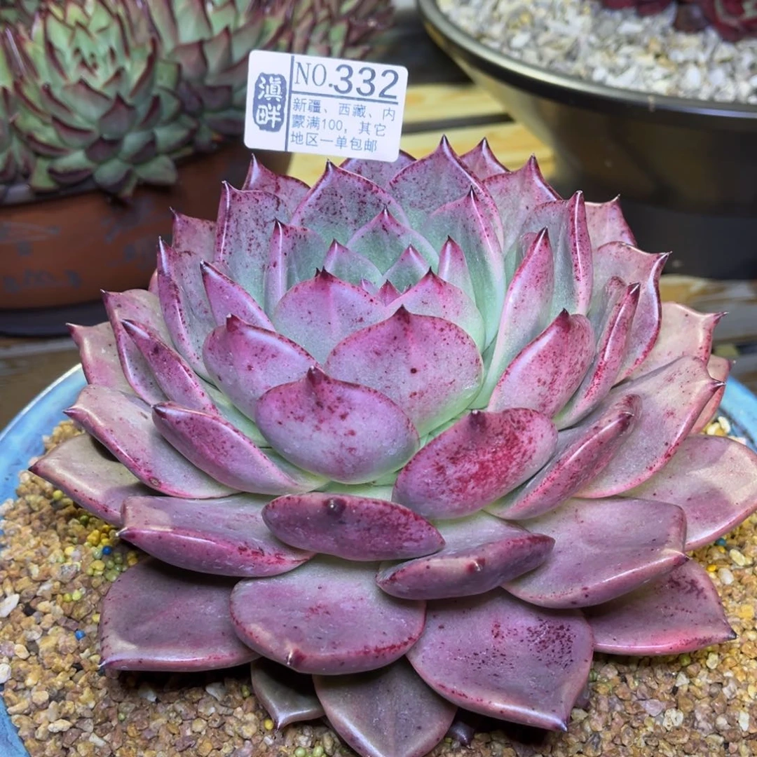 332……………………白皮蛋