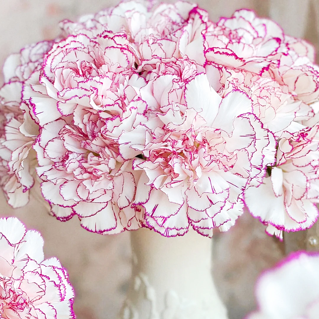 次日达-【紫精灵康乃馨】10枝家居鲜花任意满两单顺丰包邮三单送花瓶今天拍明天到次日达