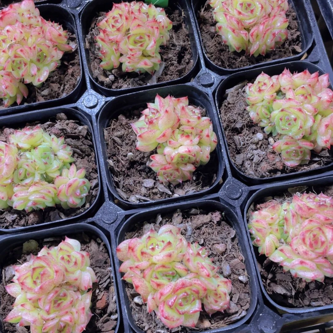 538号 冰透花朵麦秆多头群一个