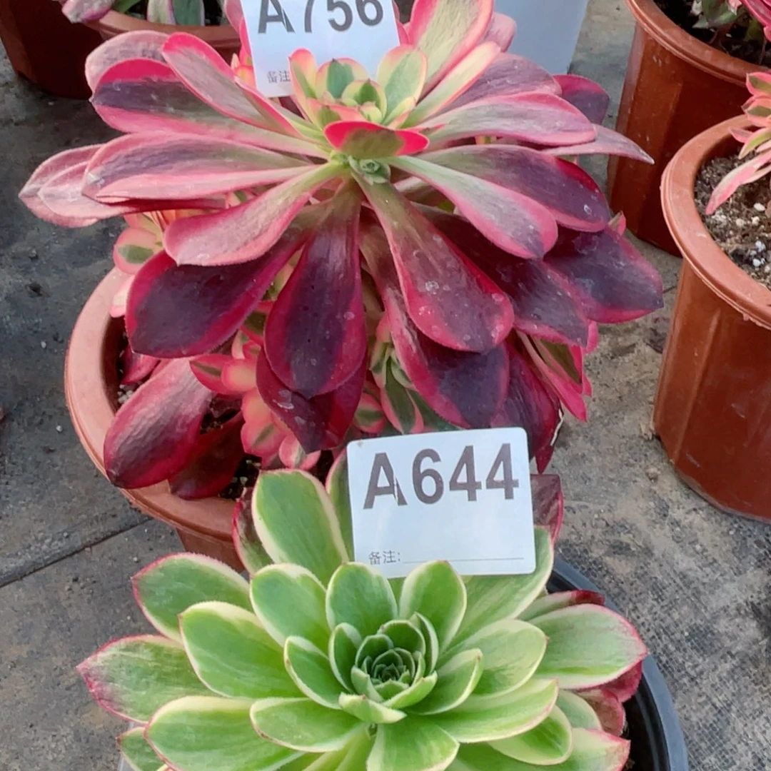 海王644美杜莎756福利多肉