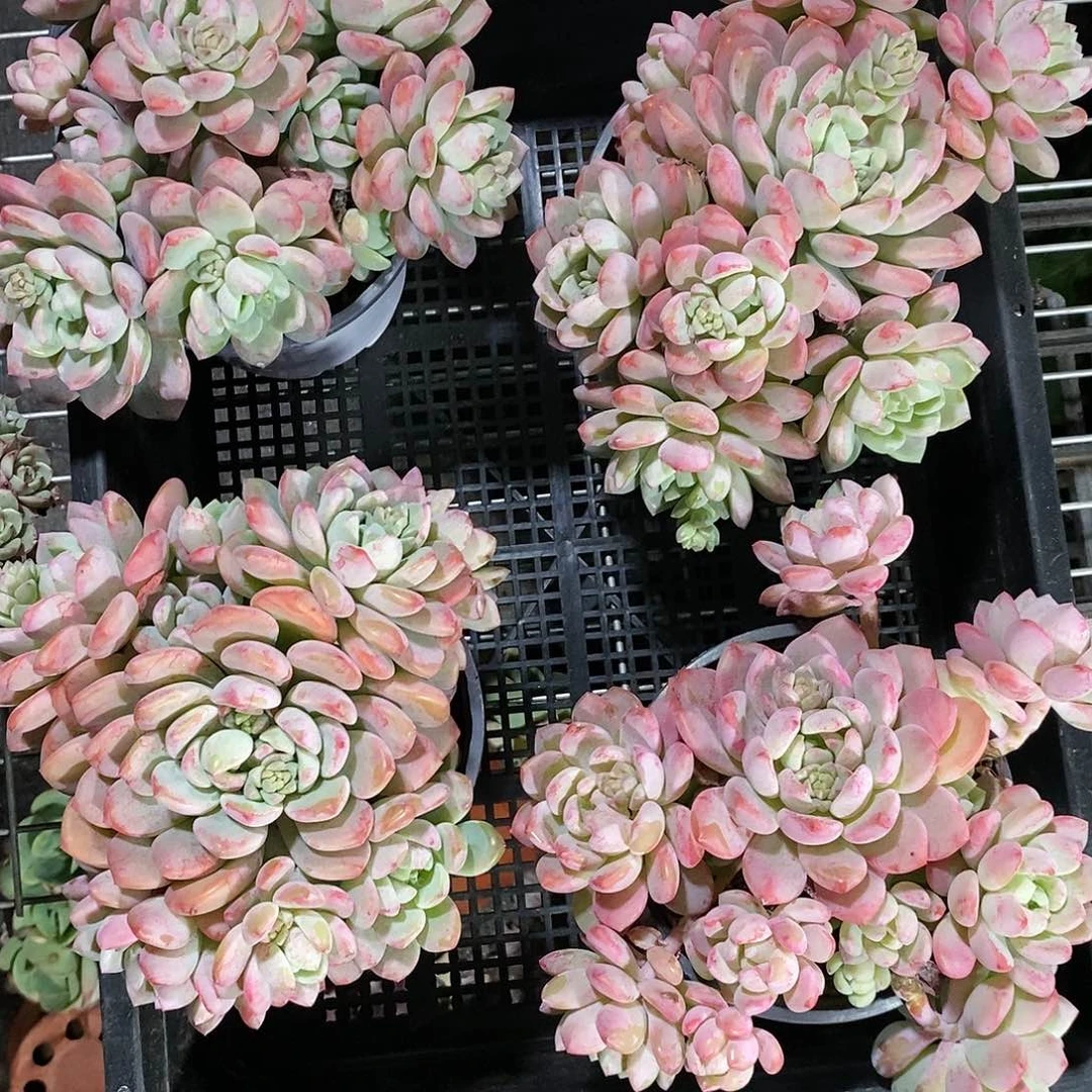 桃酥1颗多肉植物