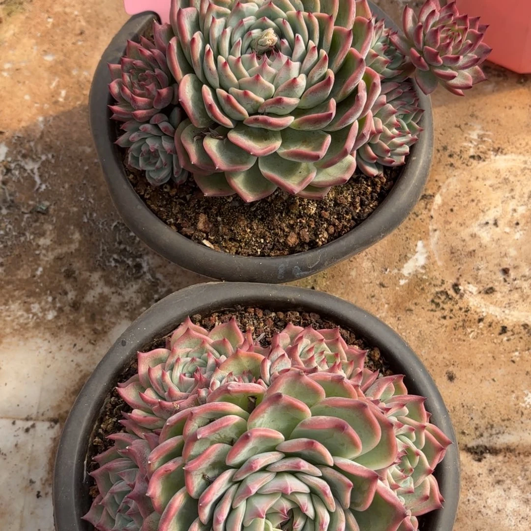 多肉植物吉娃娃63号