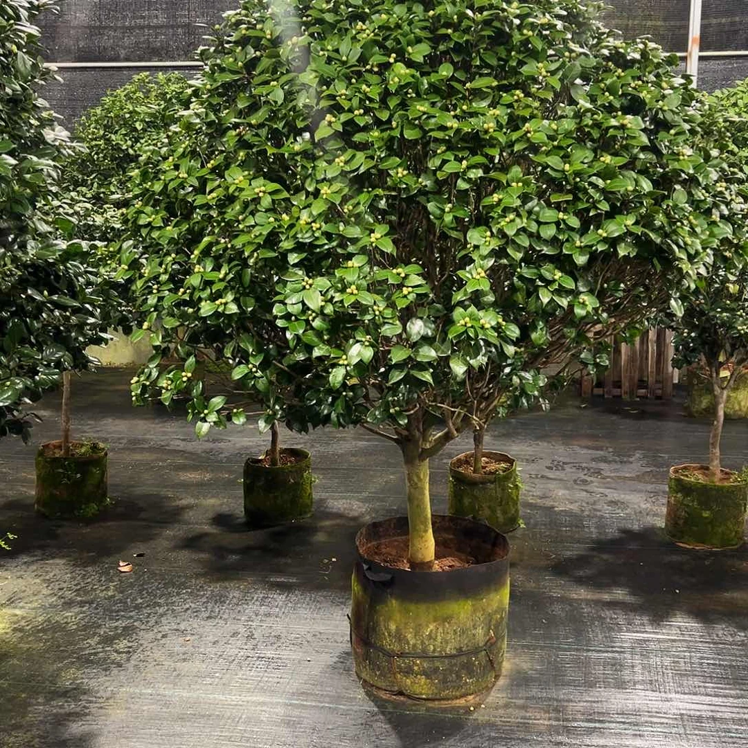 全部花朵十八学士