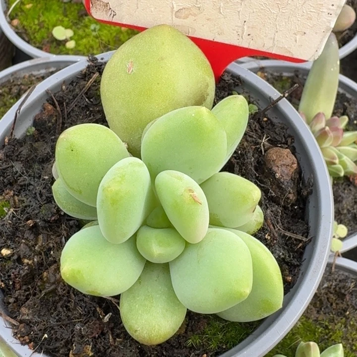 321x系列美人多肉植物