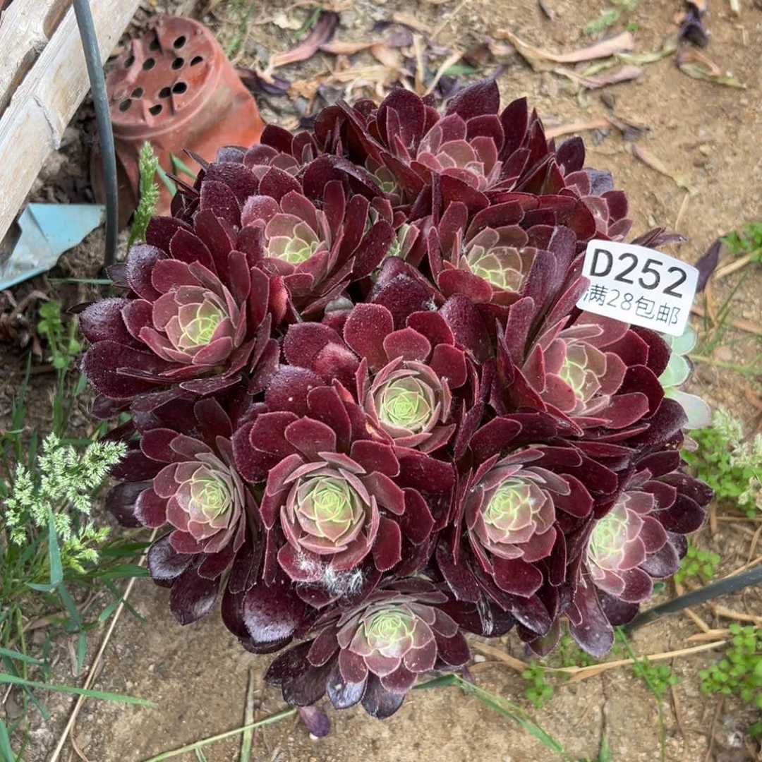 252多肉  荷兰   玫瑰