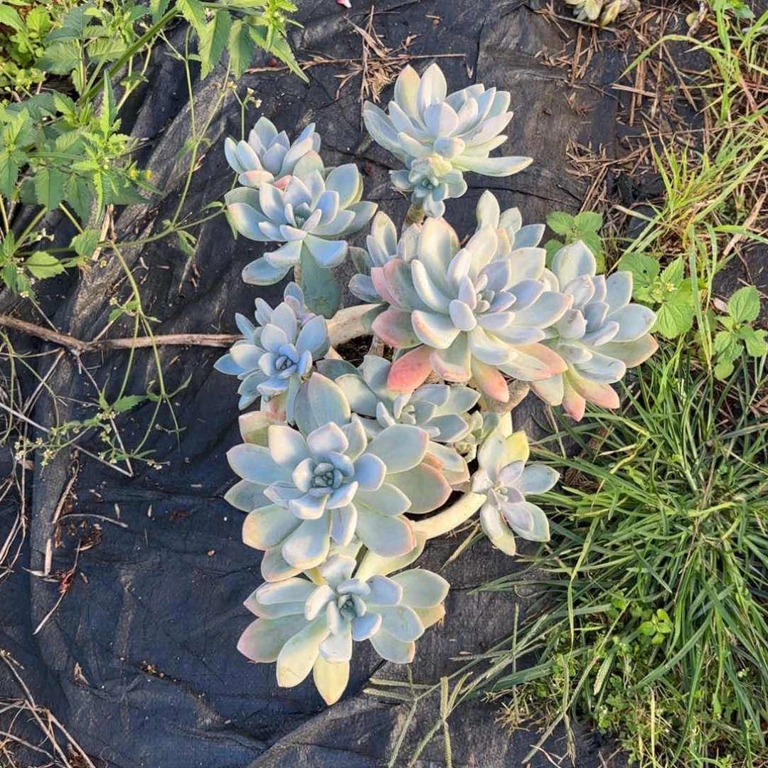 老庄冬美人多肉植物