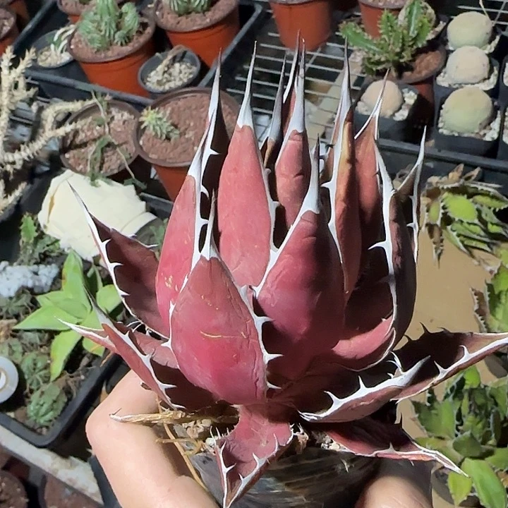 多肉植物多肉植物