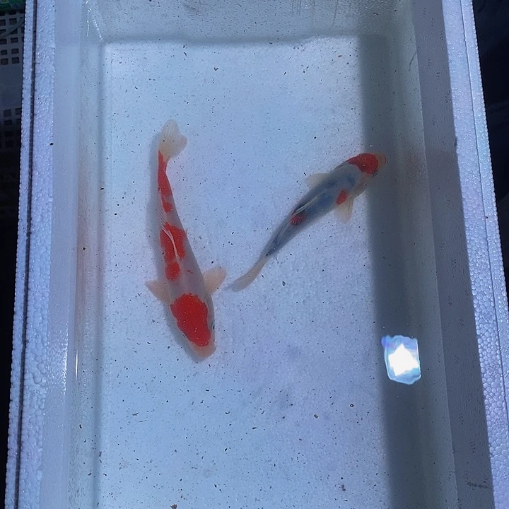 锦鲤锦鲤活鱼开箱包活