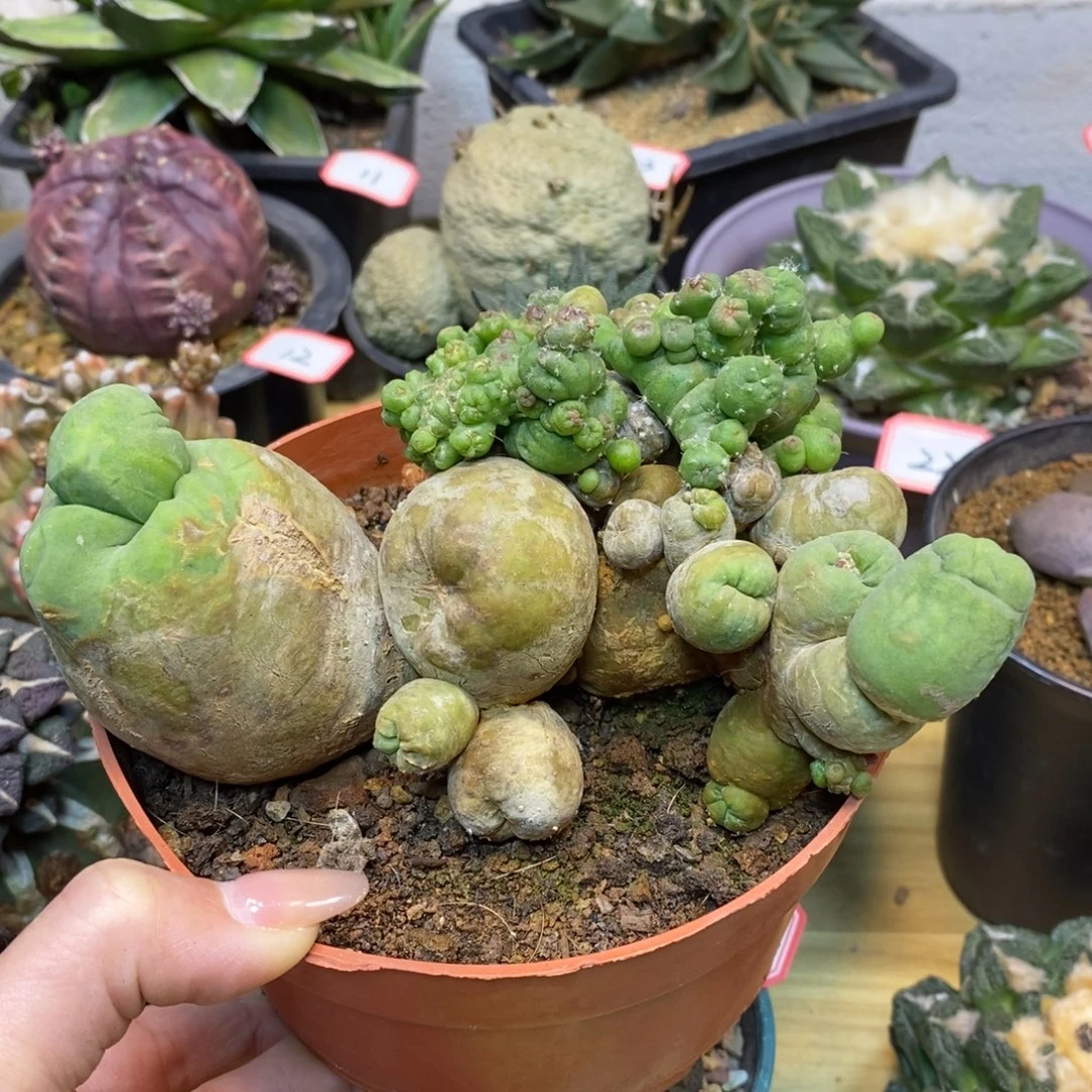 51号 自根短毛丸石化13公分