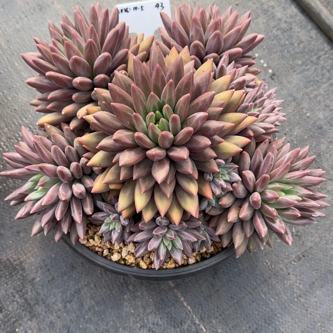 一物一拍红蜻蜓捧花43