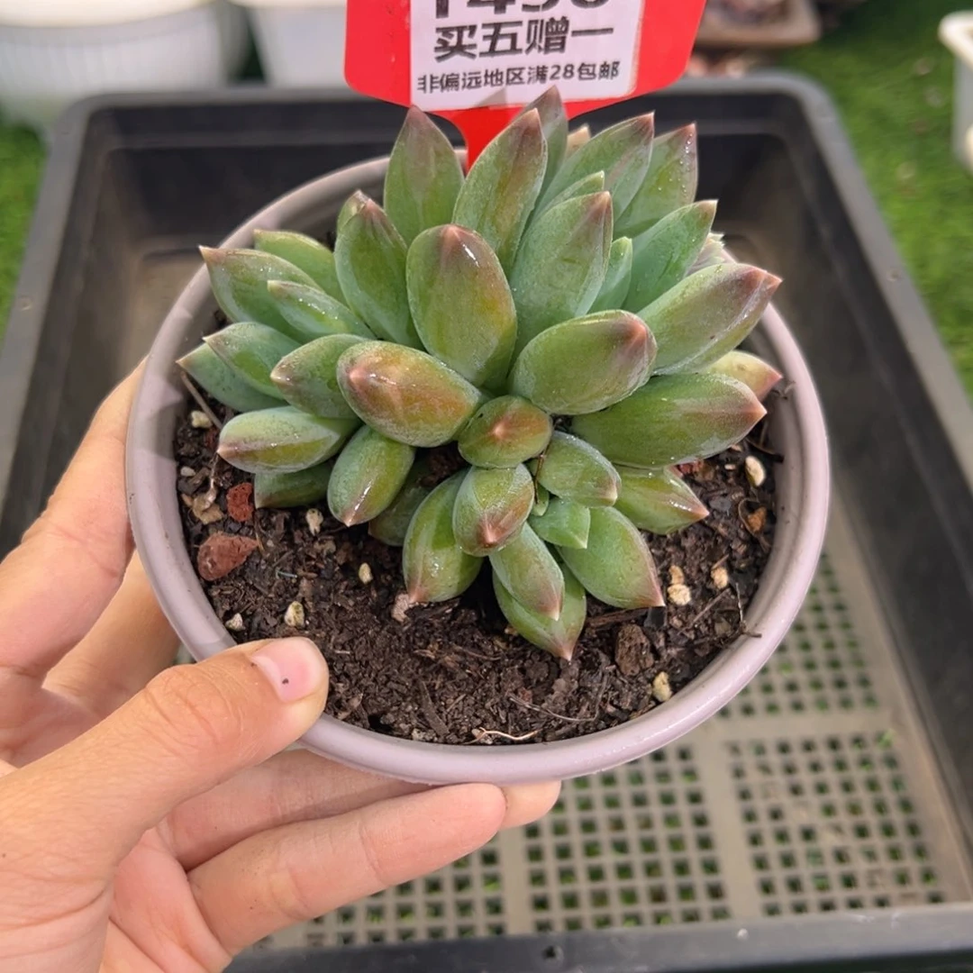 表妹精品多肉1450.