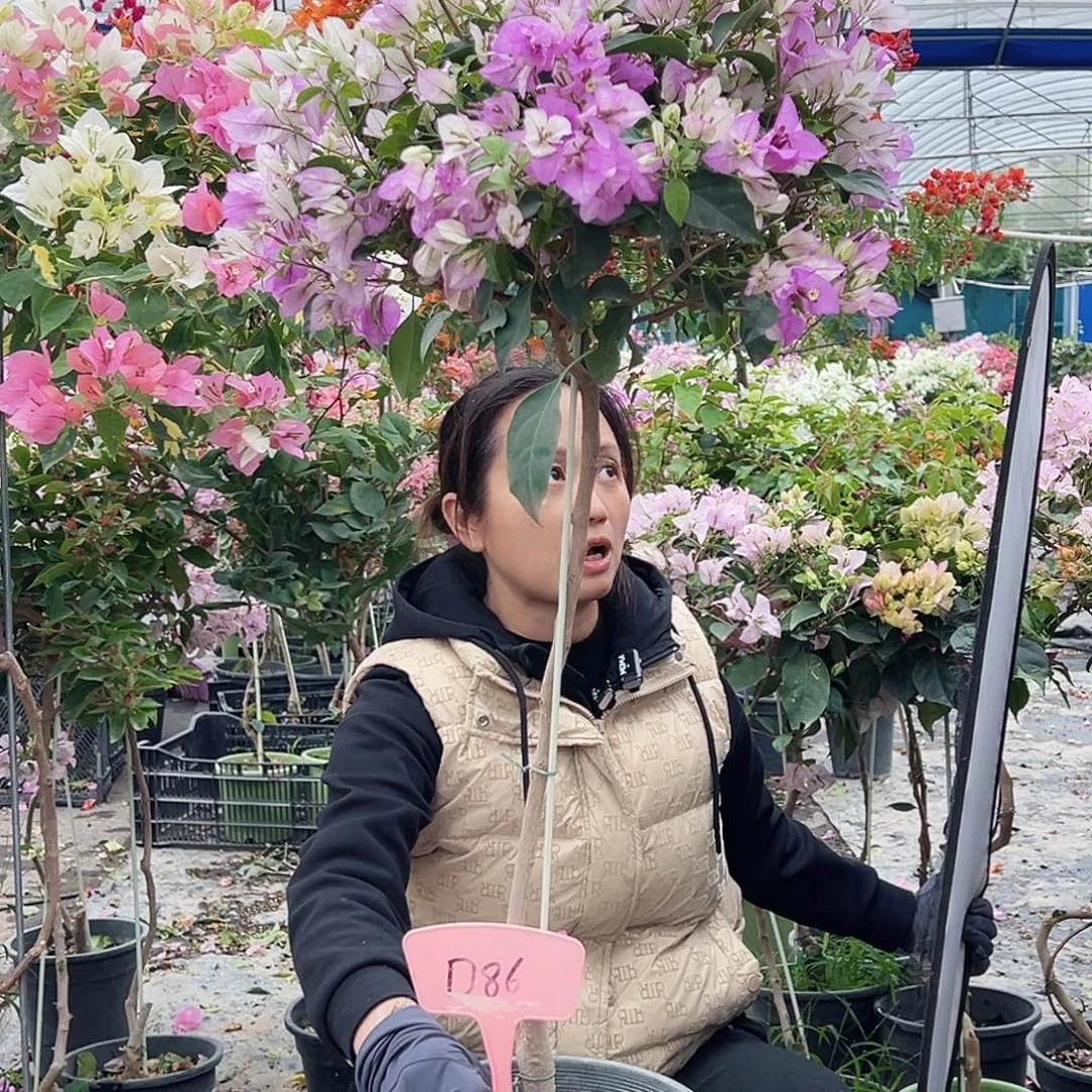 大***碗大部分花苞少量开放D86雪紫