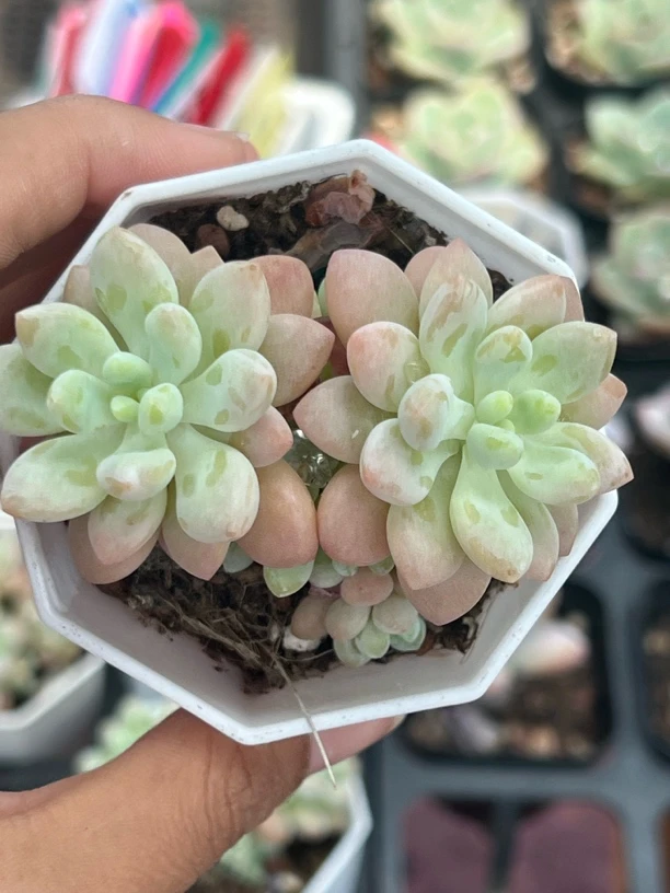 满9.9米包邮洛可可多肉