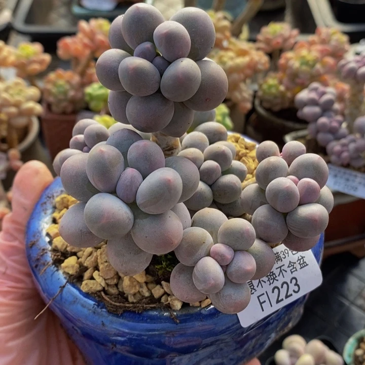 香水手指奶9cm223多肉植物